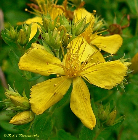 {Hypericum perforatum}